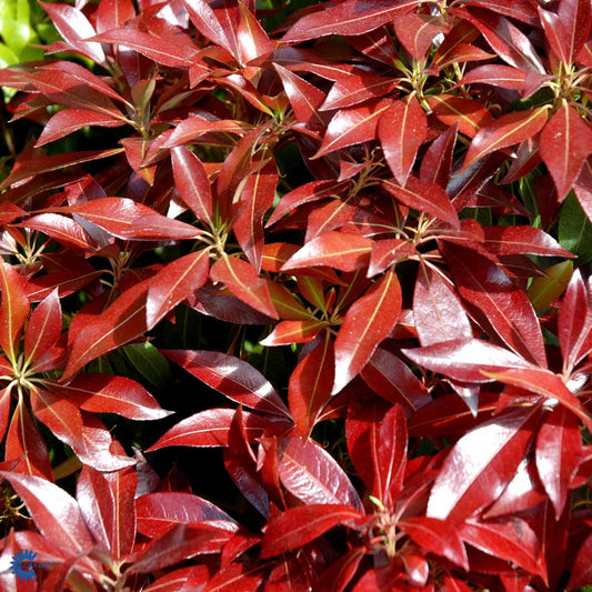 Bilde av Pieris jap. Katsura-Spanne Plantesalg