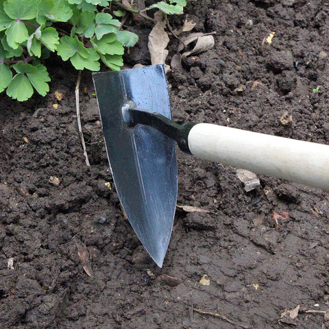 Bilde av Pigg hakke-Spanne Plantesalg