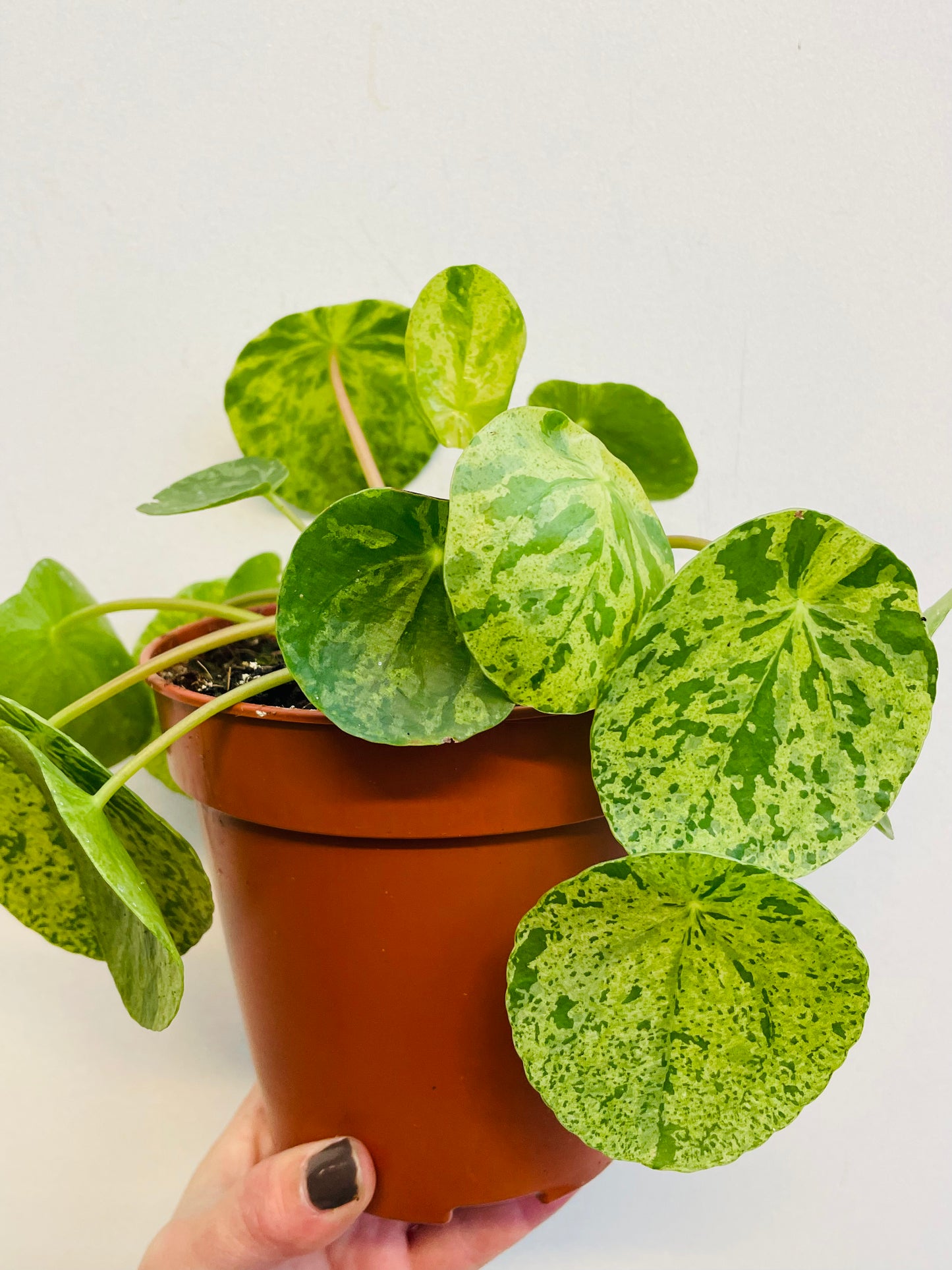 Bilde av Pilea ‘Mojito’-Spanne Plantesalg