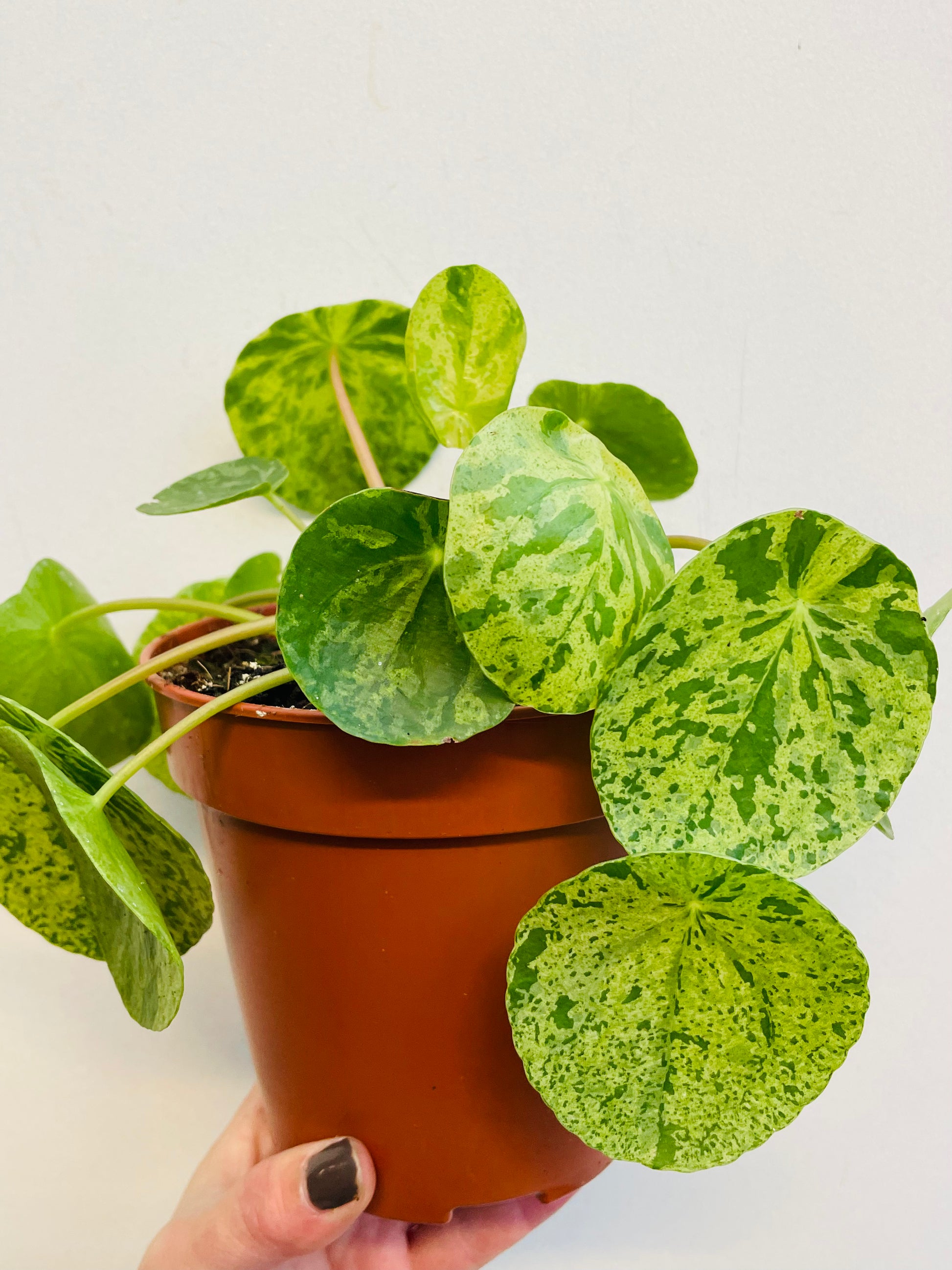 Bilde av Pilea ‘Mojito’-Spanne Plantesalg