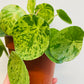 Bilde av Pilea ‘Mojito’-Spanne Plantesalg