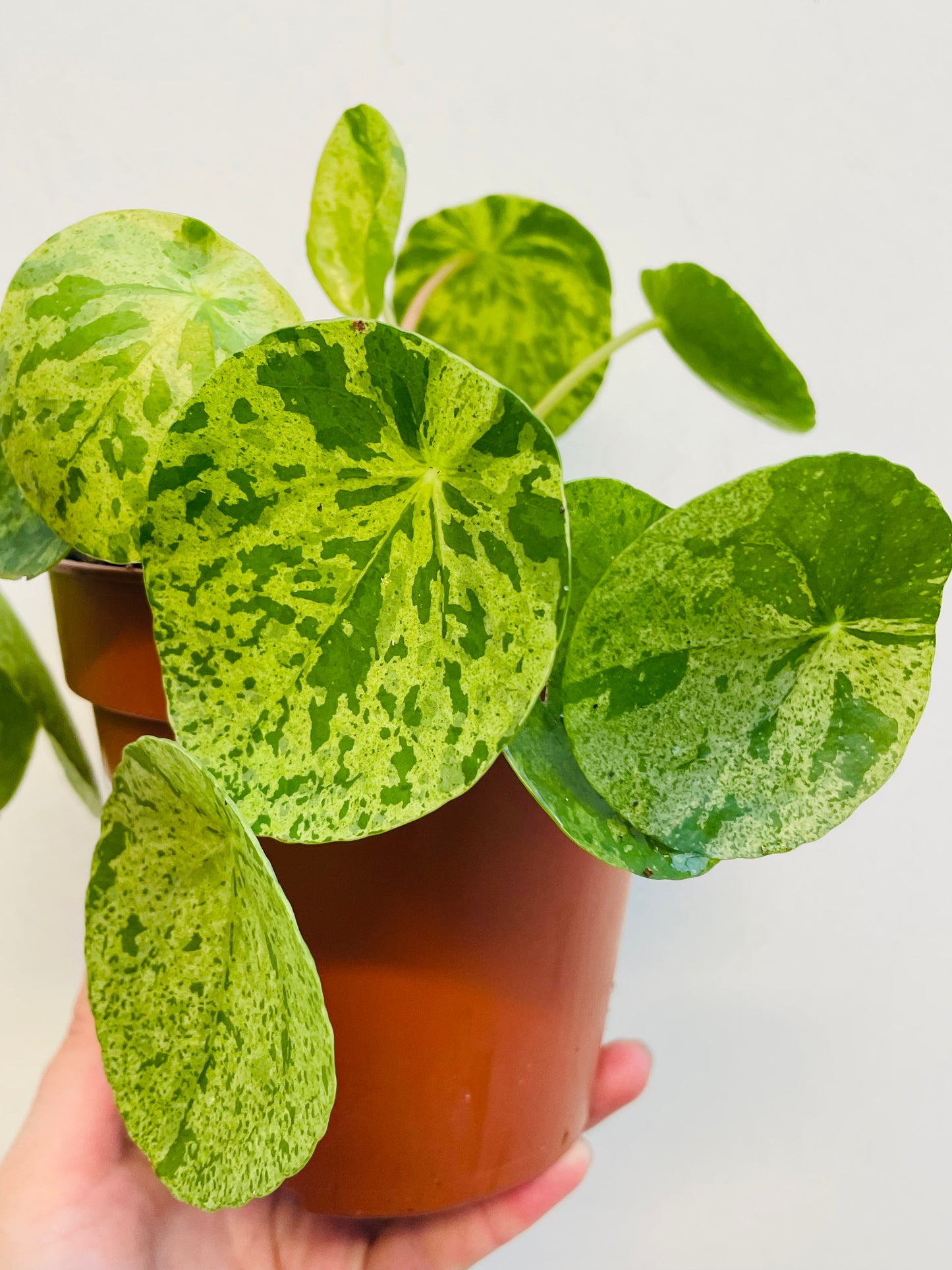 Bilde av Pilea ‘Mojito’-Spanne Plantesalg