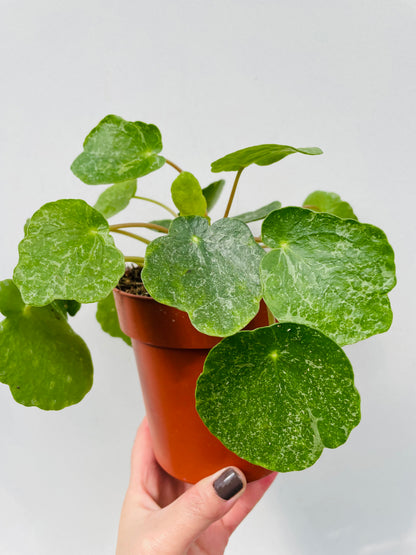 Bilde av Pilea ‘Sugar’-Spanne Plantesalg