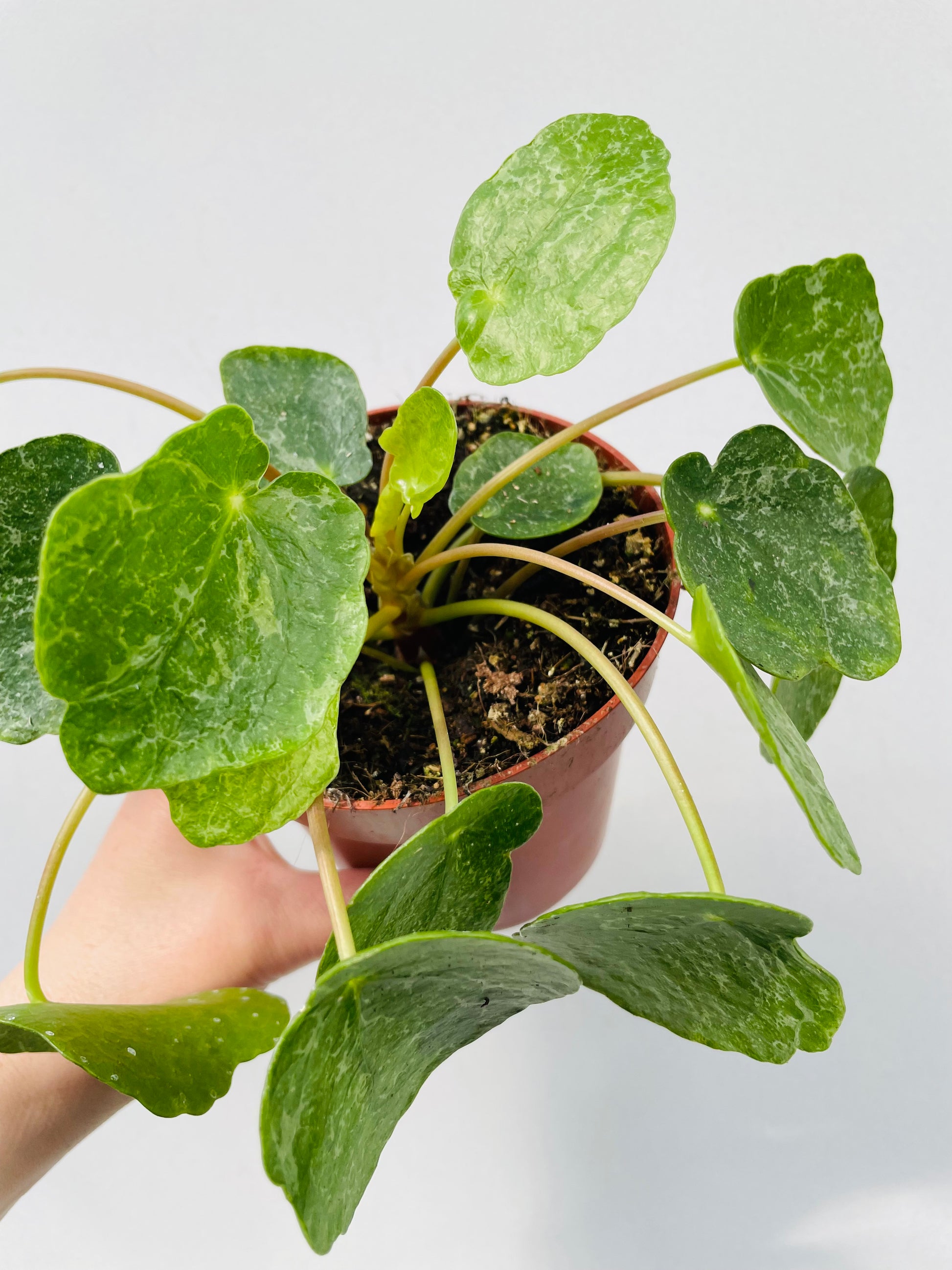 Bilde av Pilea ‘Sugar’-Spanne Plantesalg