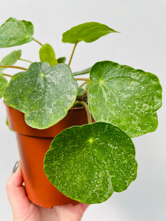 Bilde av Pilea ‘Sugar’-Spanne Plantesalg
