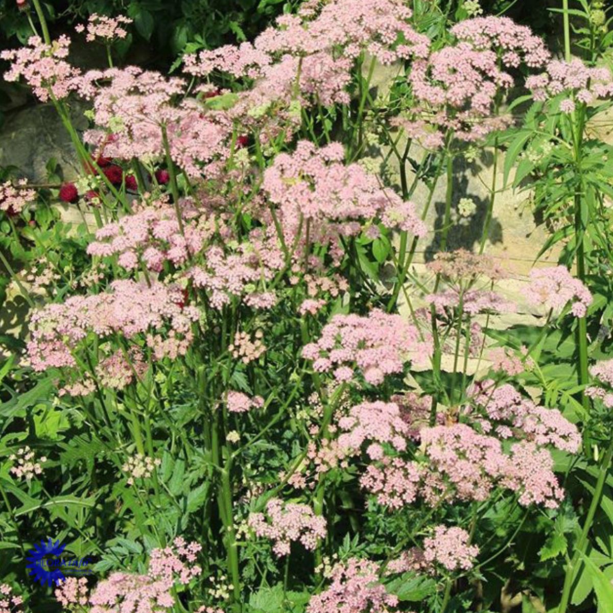 Bilde av Pimpinella major 'Rosea'-Spanne Plantesalg