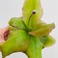 Bilde av Pinguicula ‘Weser’-Spanne Plantesalg