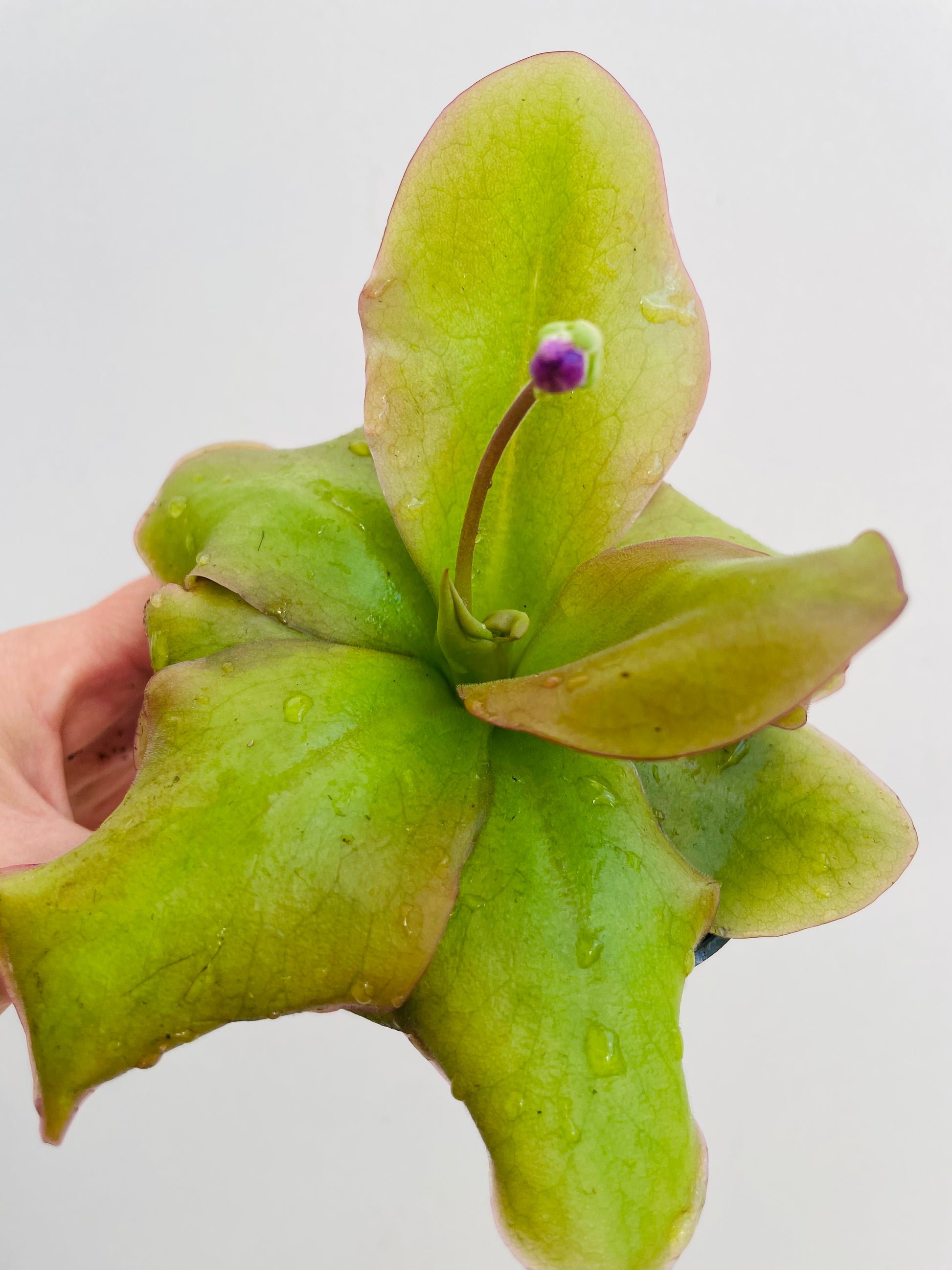 Bilde av Pinguicula ‘Weser’-Spanne Plantesalg