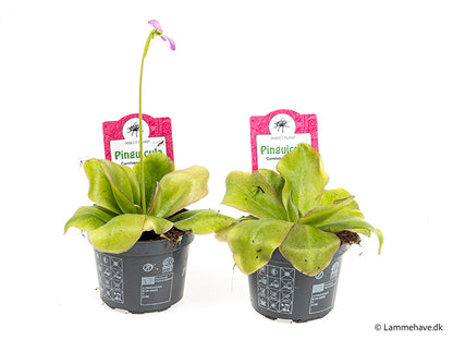 Bilde av PINGUICULA WESER-Spanne Plantesalg