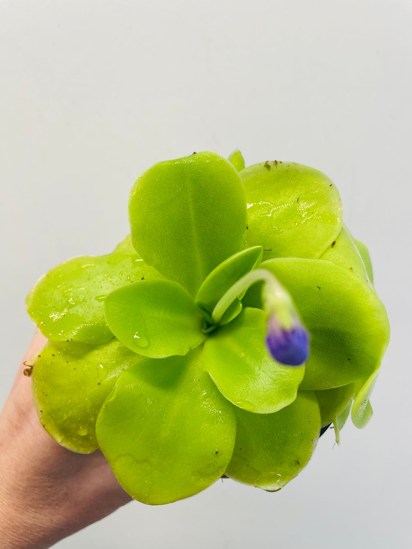 Bilde av Pinguicula weser ‘Tina’-Spanne Plantesalg
