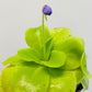 Bilde av Pinguicula weser ‘Tina’-Spanne Plantesalg