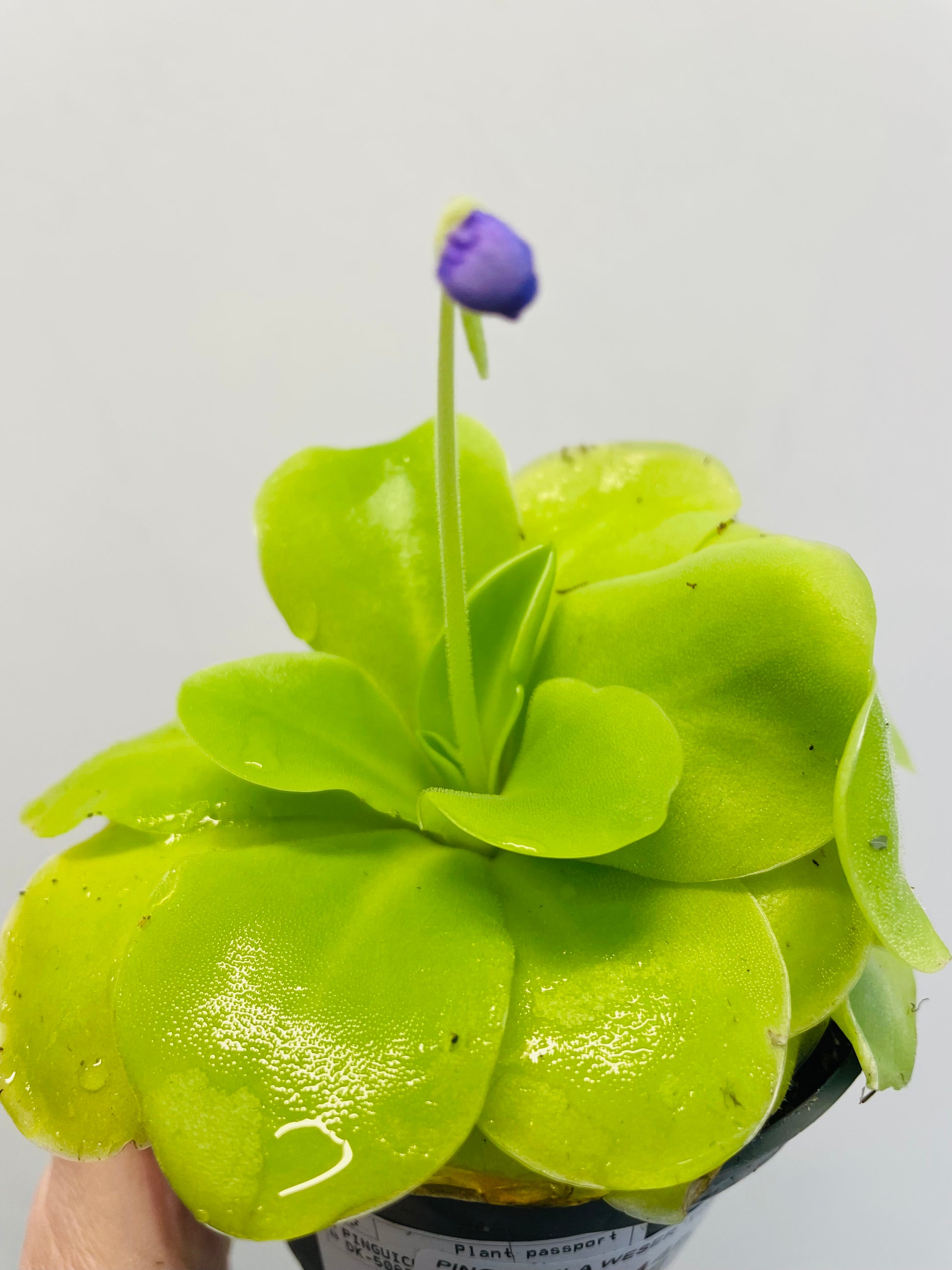 Bilde av Pinguicula weser ‘Tina’-Spanne Plantesalg