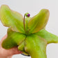 Bilde av Pinguicula ‘Weser’-Spanne Plantesalg