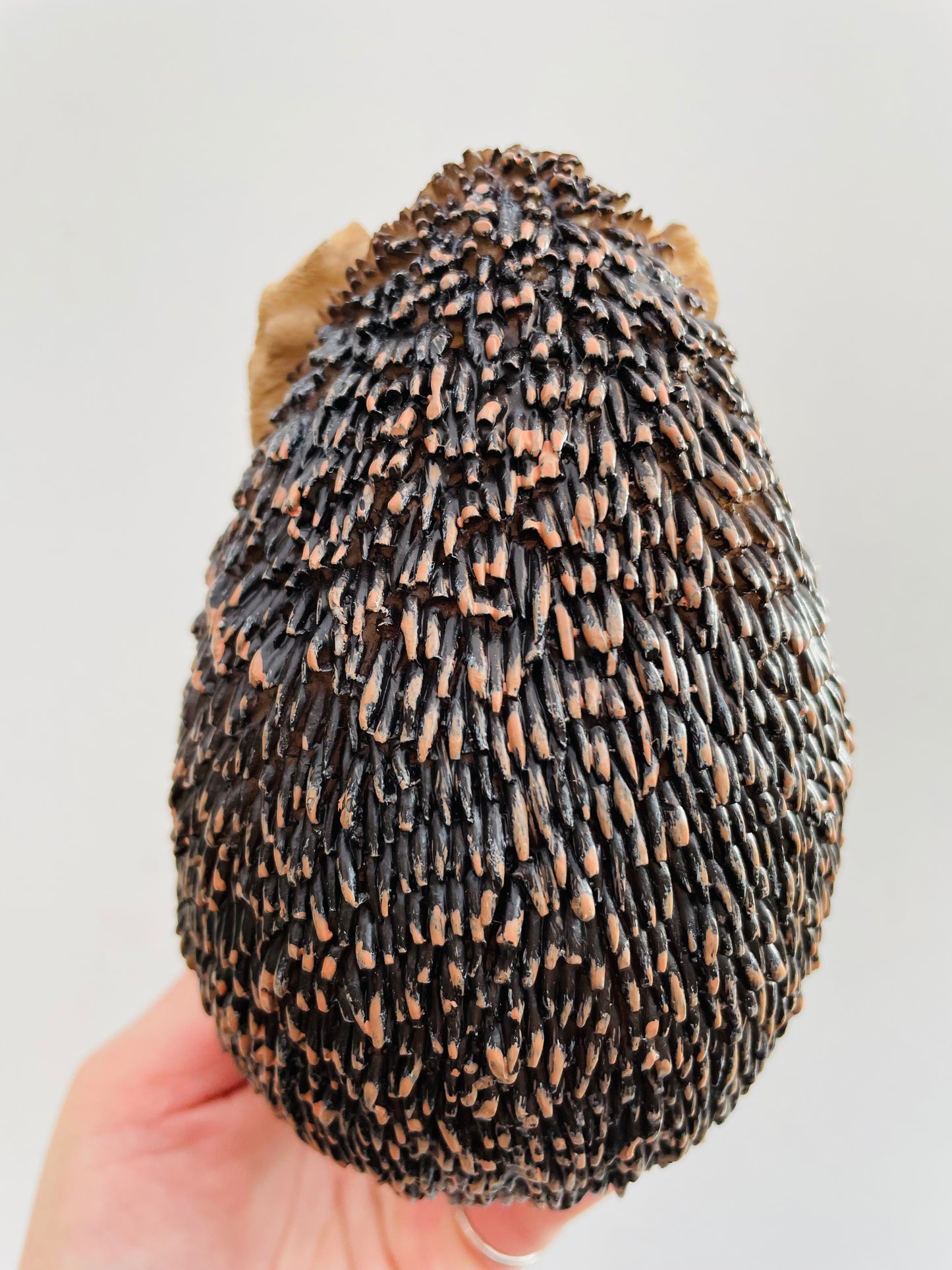 Bilde av Pinnsvin ‘Hør Ikke’-Spanne Plantesalg