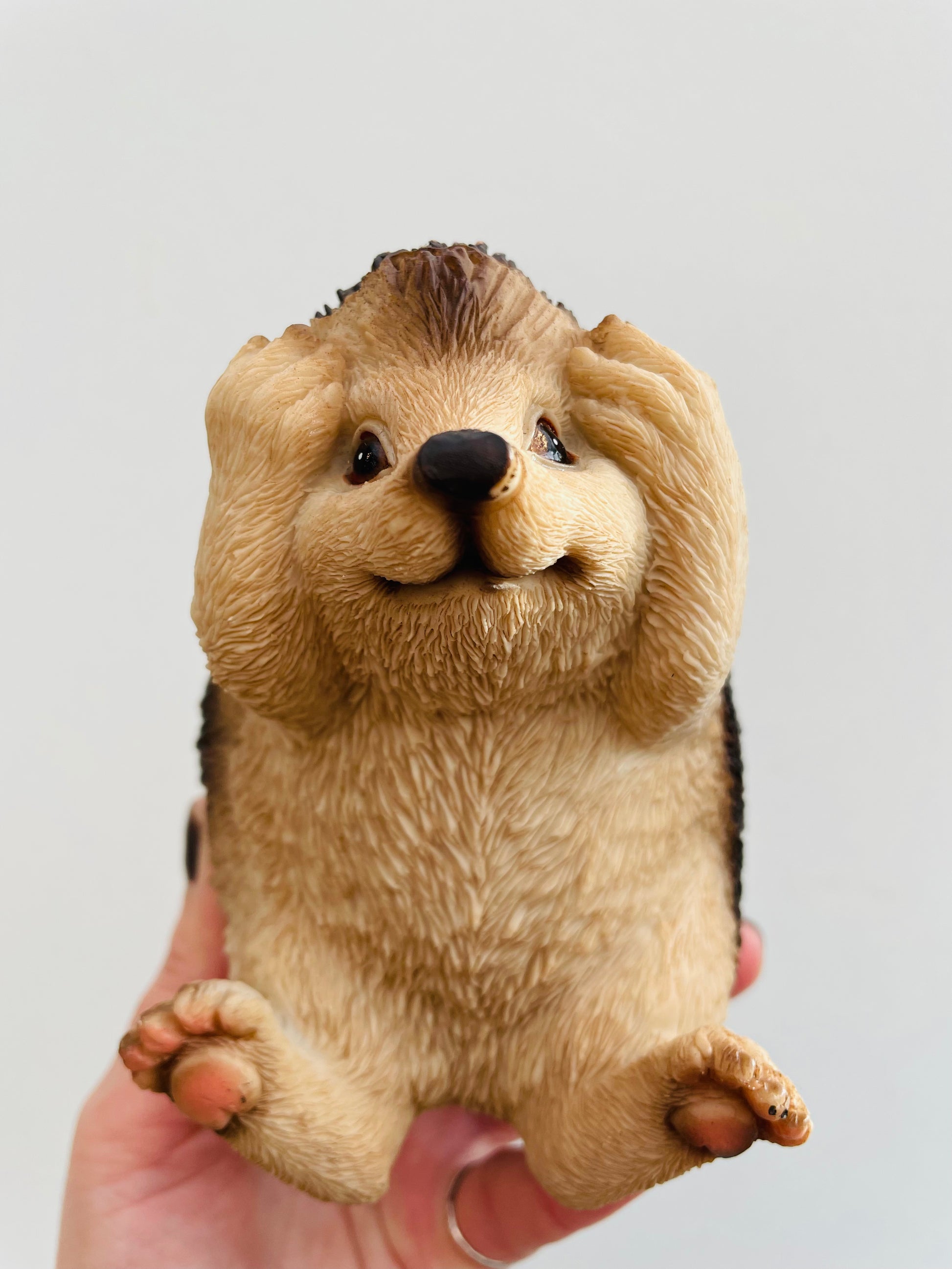 Bilde av Pinnsvin ‘Hør Ikke’-Spanne Plantesalg