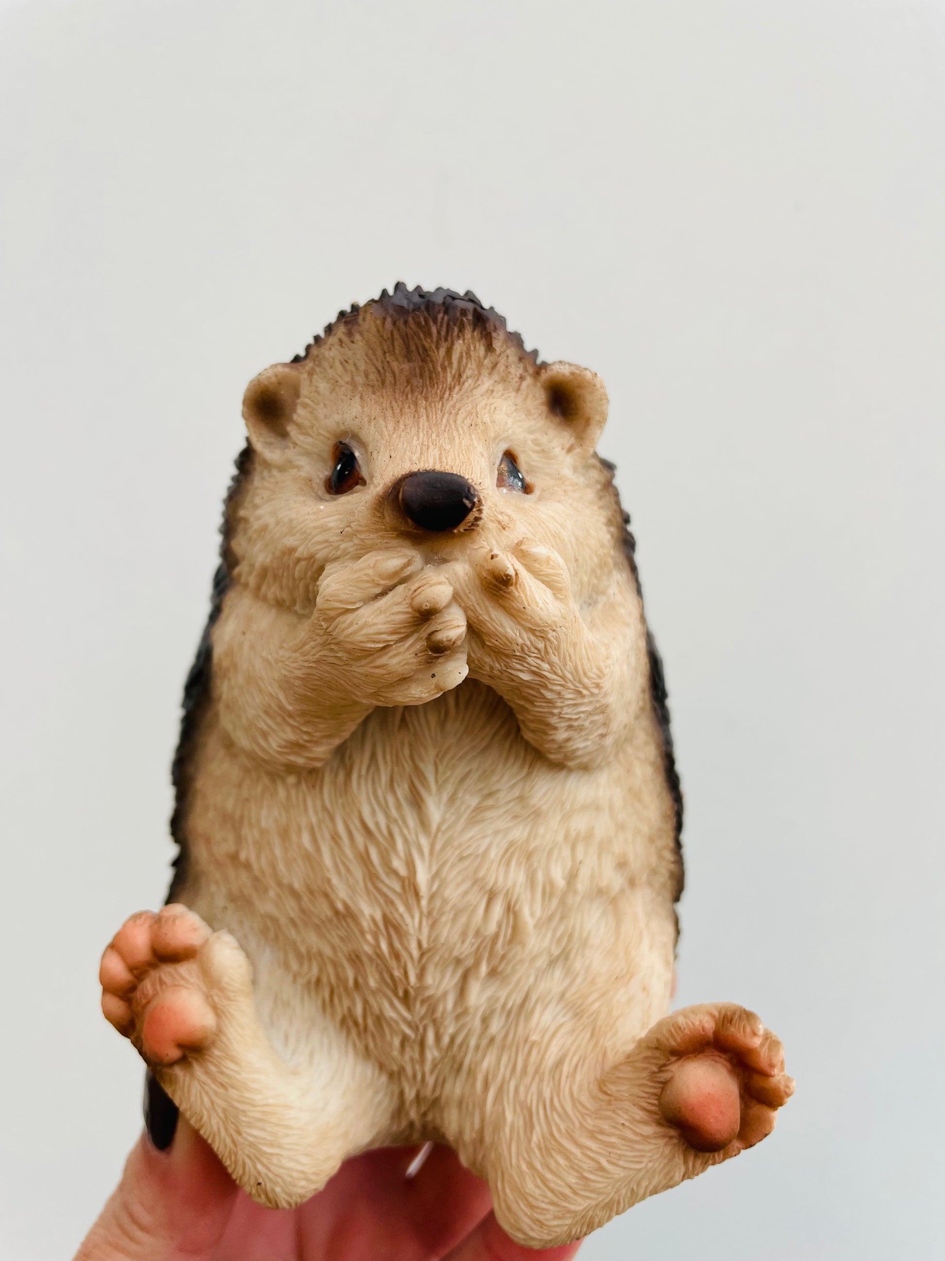 Bilde av Pinnsvin ‘Si Ikke’-Spanne Plantesalg