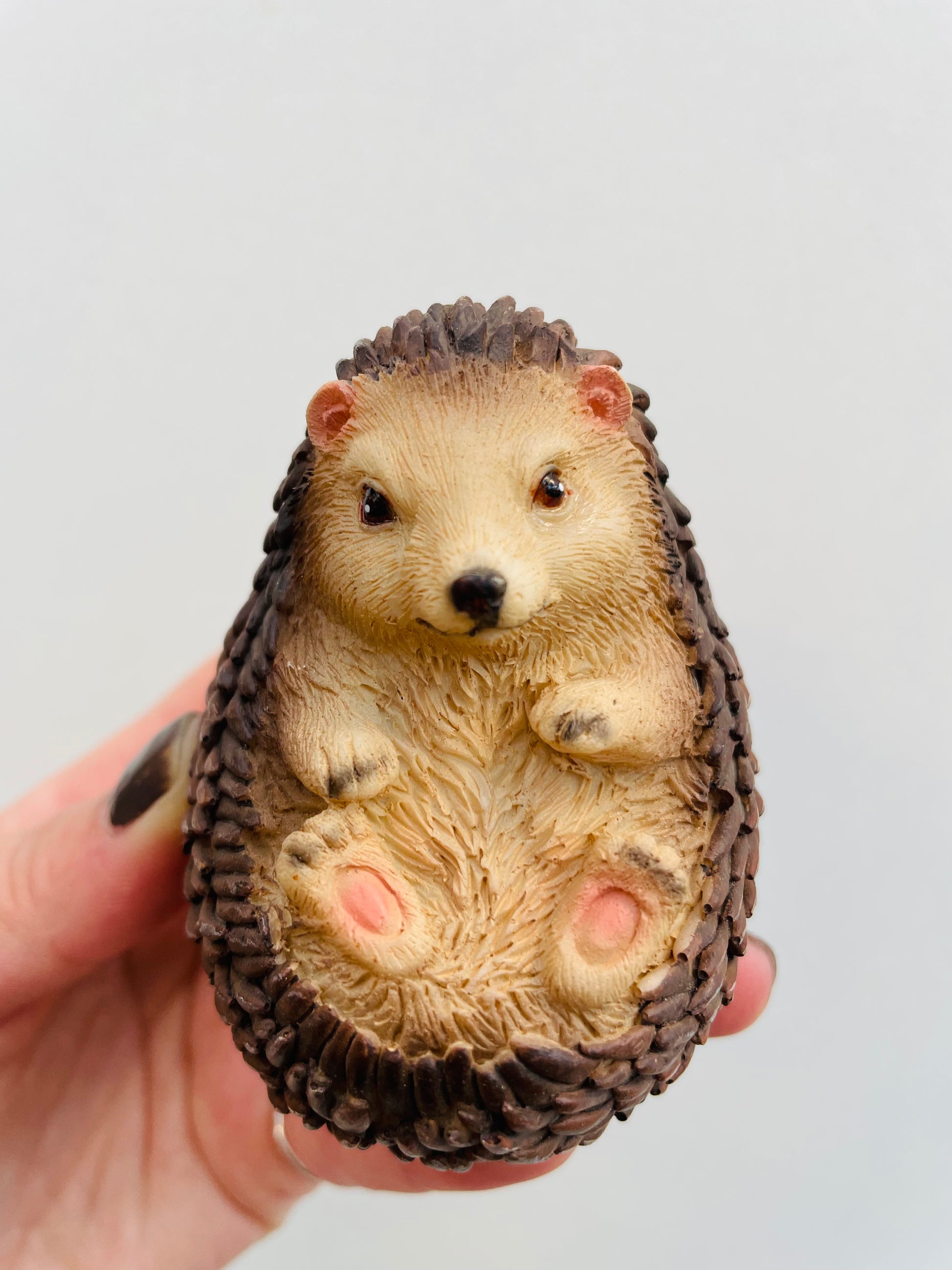 Bilde av Pinnsvinunge 1-Spanne Plantesalg