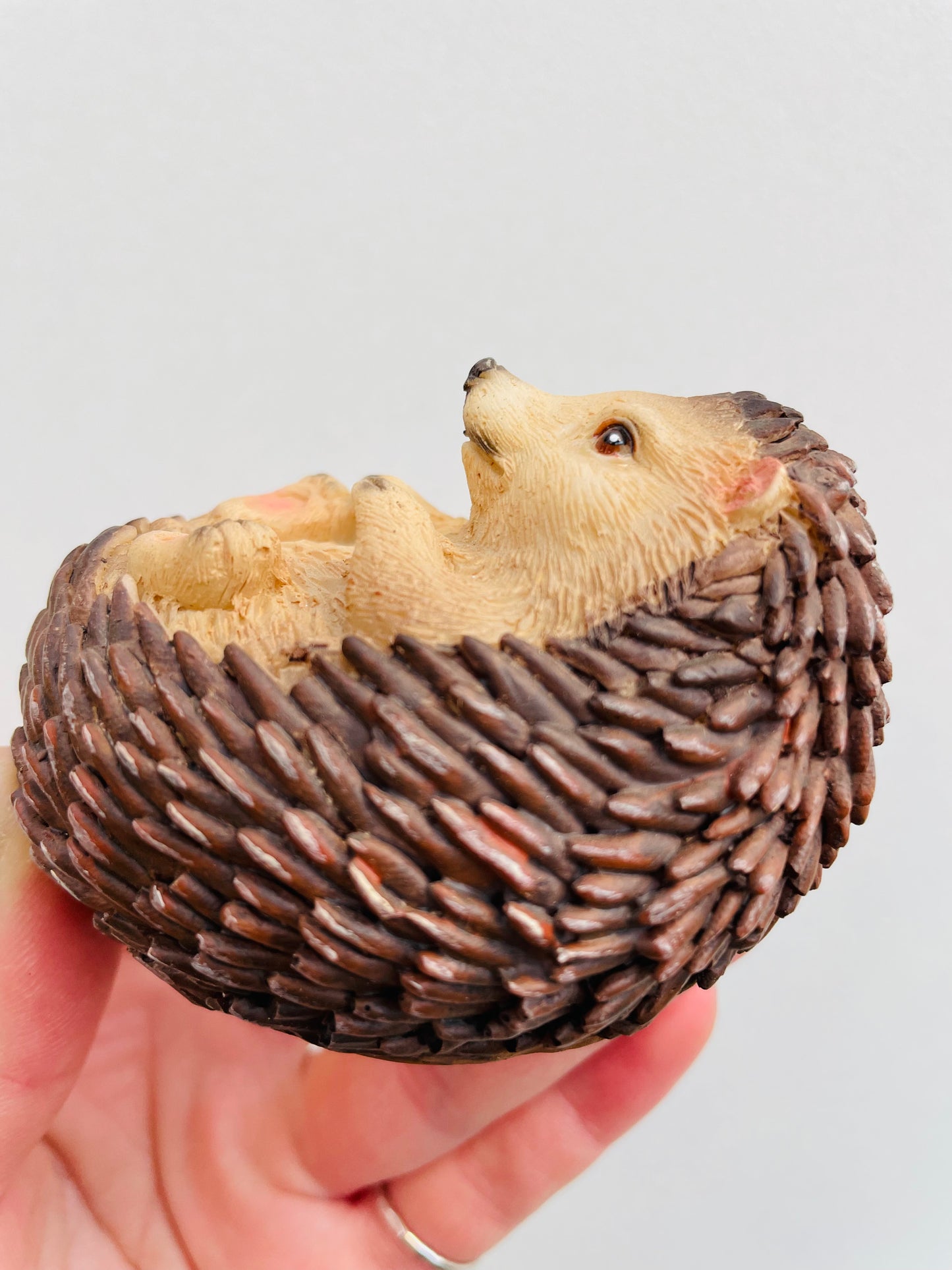 Bilde av Pinnsvinunge 1-Spanne Plantesalg