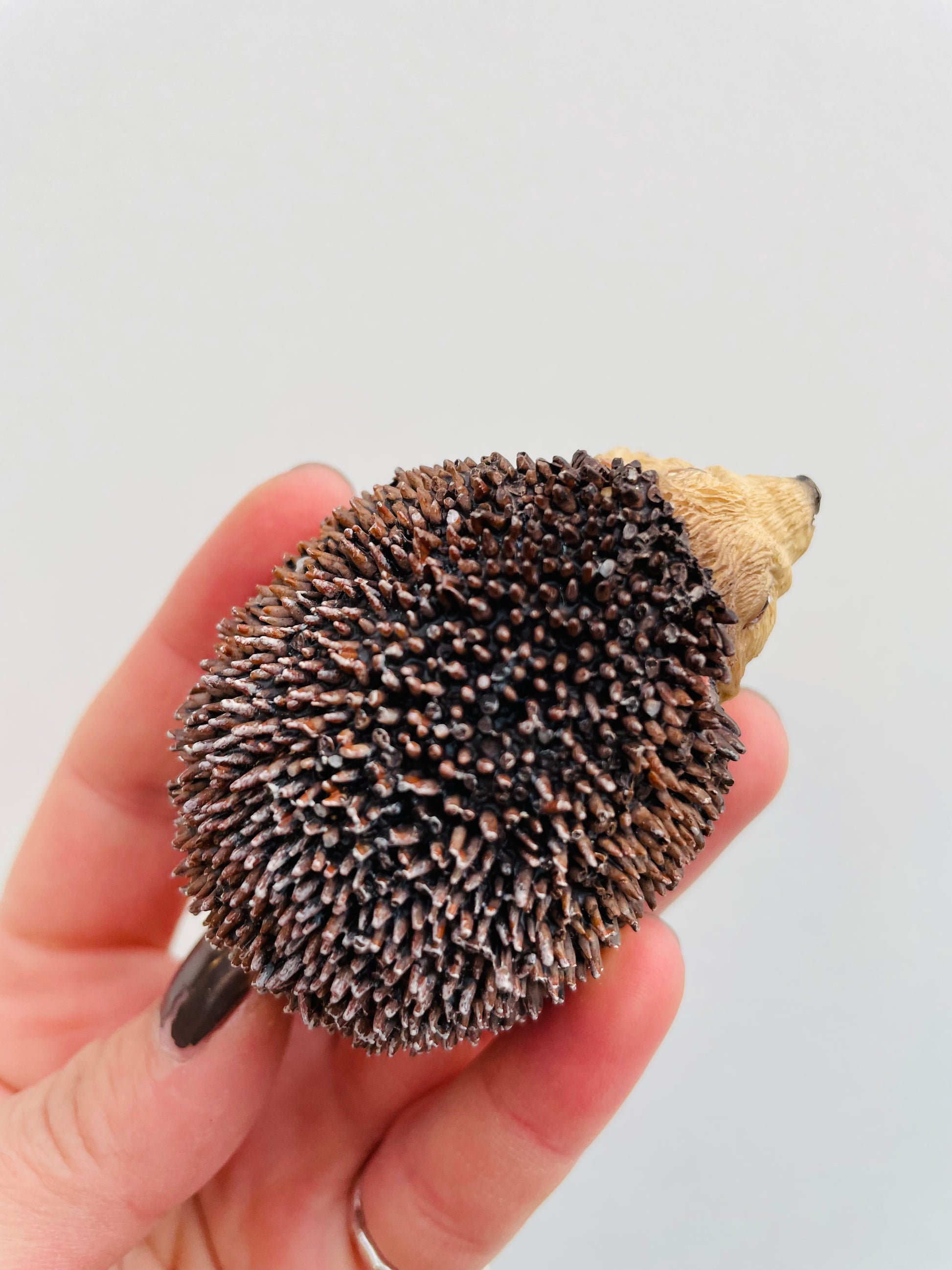 Bilde av Pinnsvinunge 2-Spanne Plantesalg