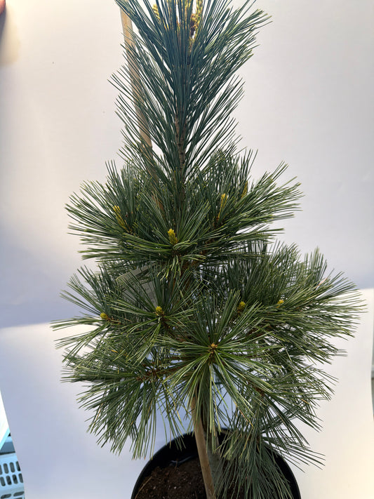 Bilde av Pinus flexilis Vanderwolf's Pyramid-Spanne Plantesalg