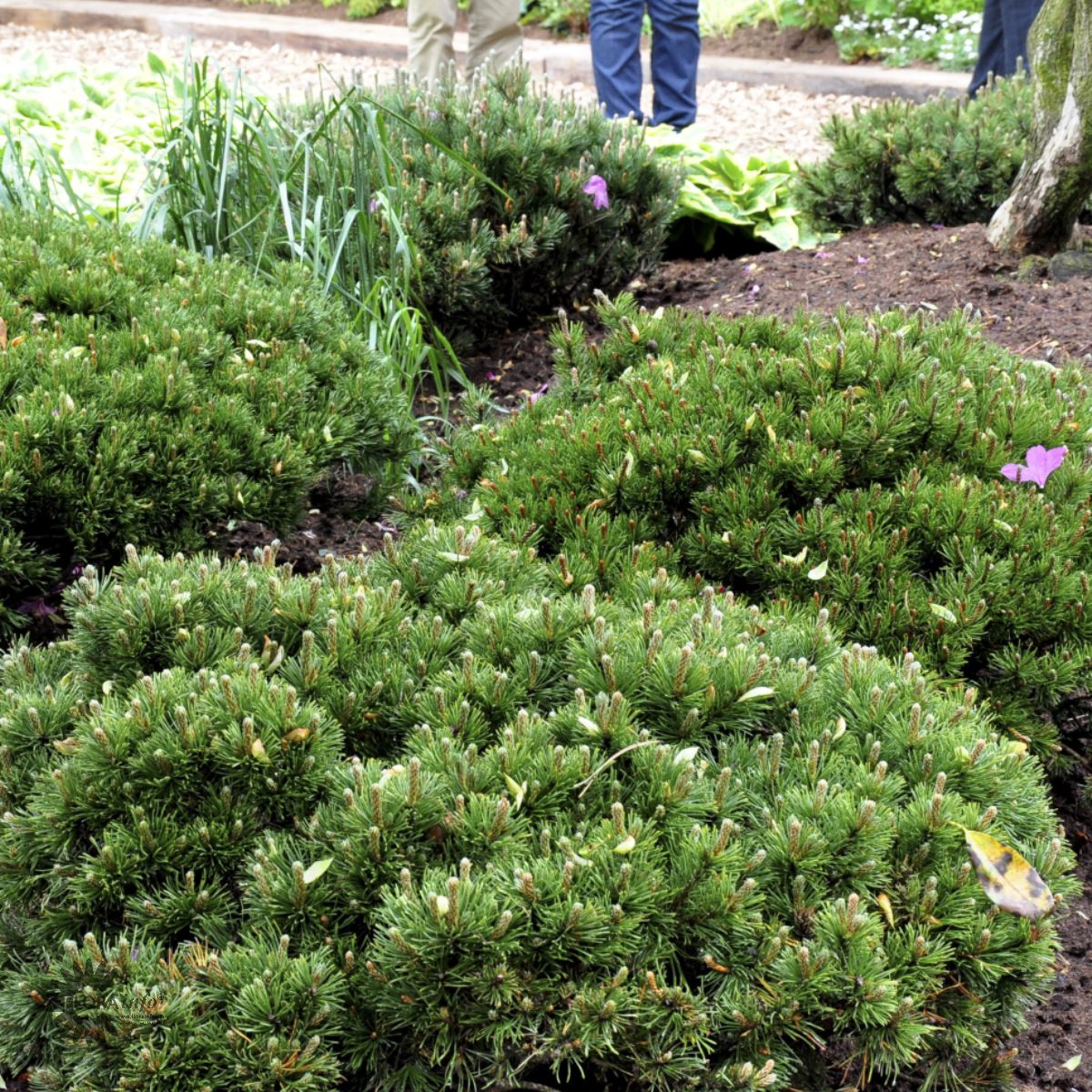 Bilde av Pinus mugo pumilio-Spanne Plantesalg