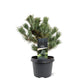 Bilde av PINUS PARVIFLORA NEGISHI-Spanne Plantesalg