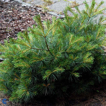 Bilde av Pinus strobus 'Blue Shag'-Spanne Plantesalg