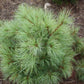 Bilde av Pinus strobus 'Blue Shag'-Spanne Plantesalg