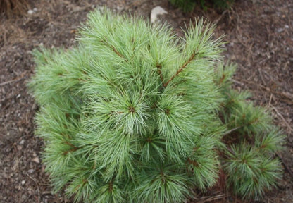 Bilde av Pinus strobus 'Blue Shag'-Spanne Plantesalg