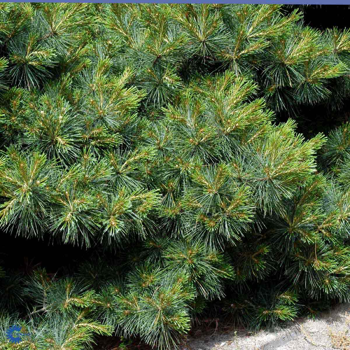 Bilde av Pinus strobus 'Radiata'-Spanne Plantesalg