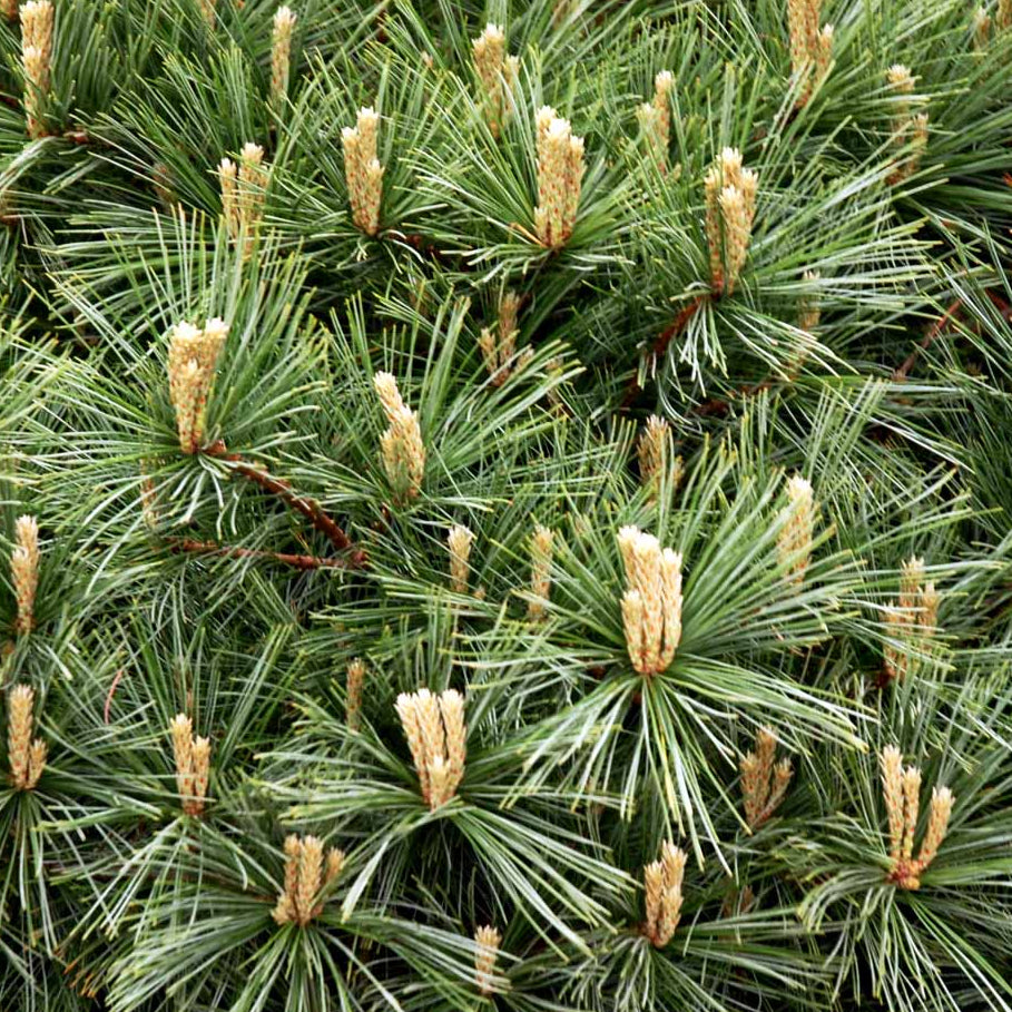 Bilde av Pinus strobus 'Radiata'-Spanne Plantesalg