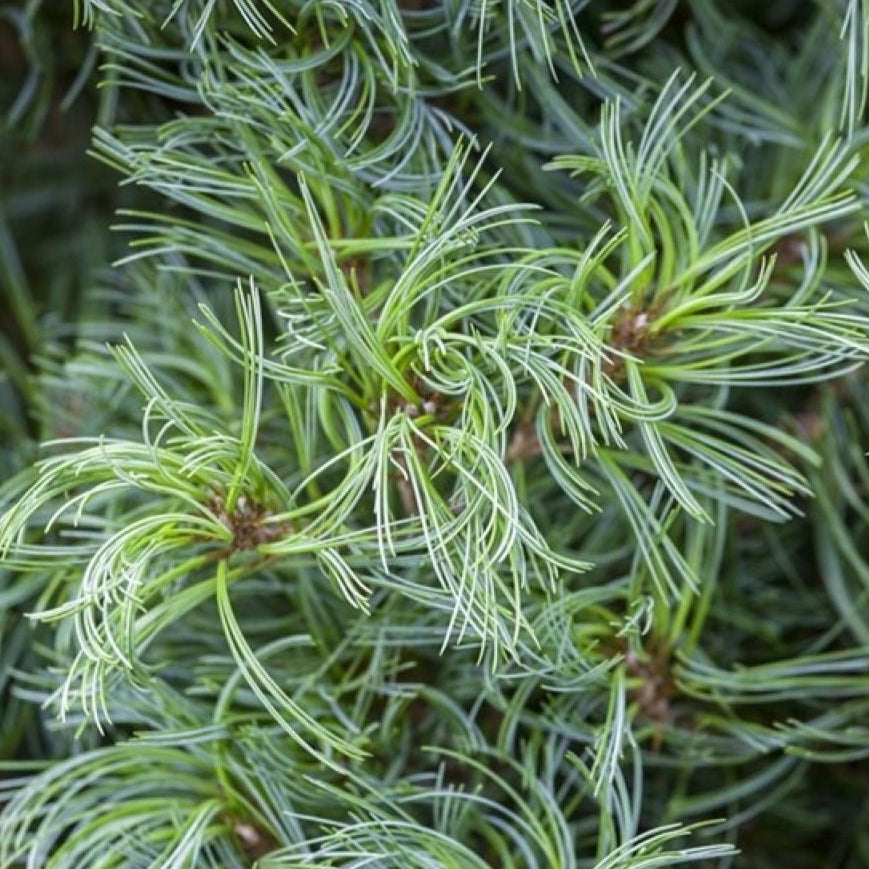 Bilde av Pinus Strobus Tiny Curls Str-Spanne Plantesalg