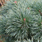 Bilde av Pinus sylv. 'Chantry Blue'-Spanne Plantesalg