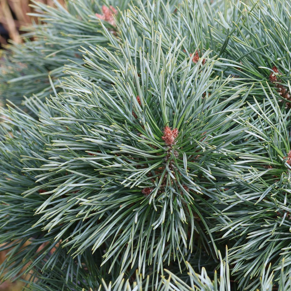 Bilde av Pinus sylv. 'Chantry Blue'-Spanne Plantesalg