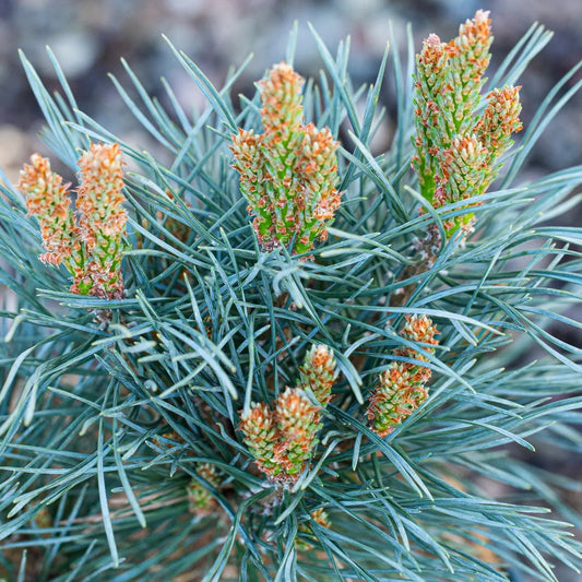 Bilde av Pinus sylv. 'Chantry Blue'-Spanne Plantesalg