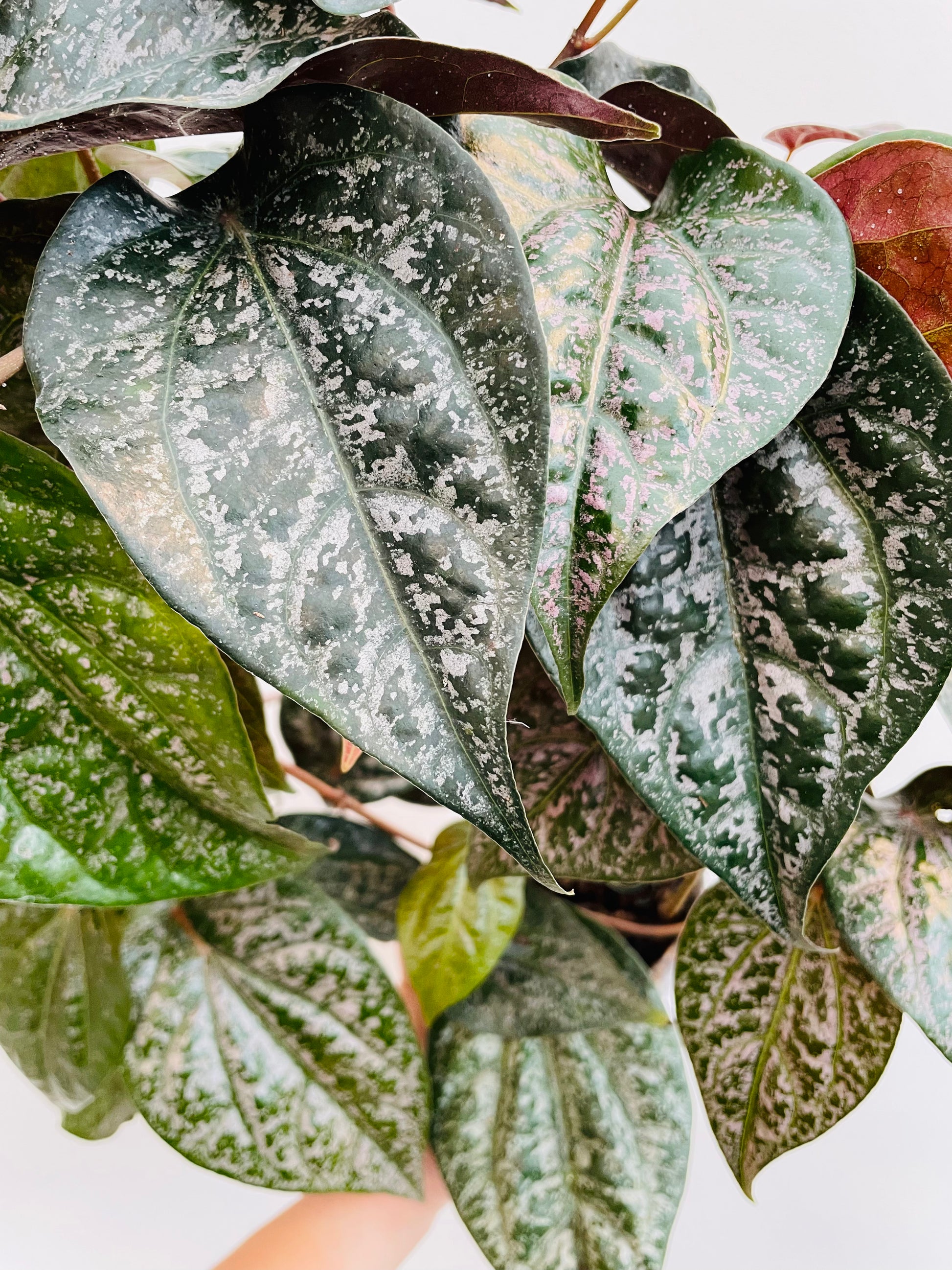 Bilde av Piper ornatum-Spanne Plantesalg