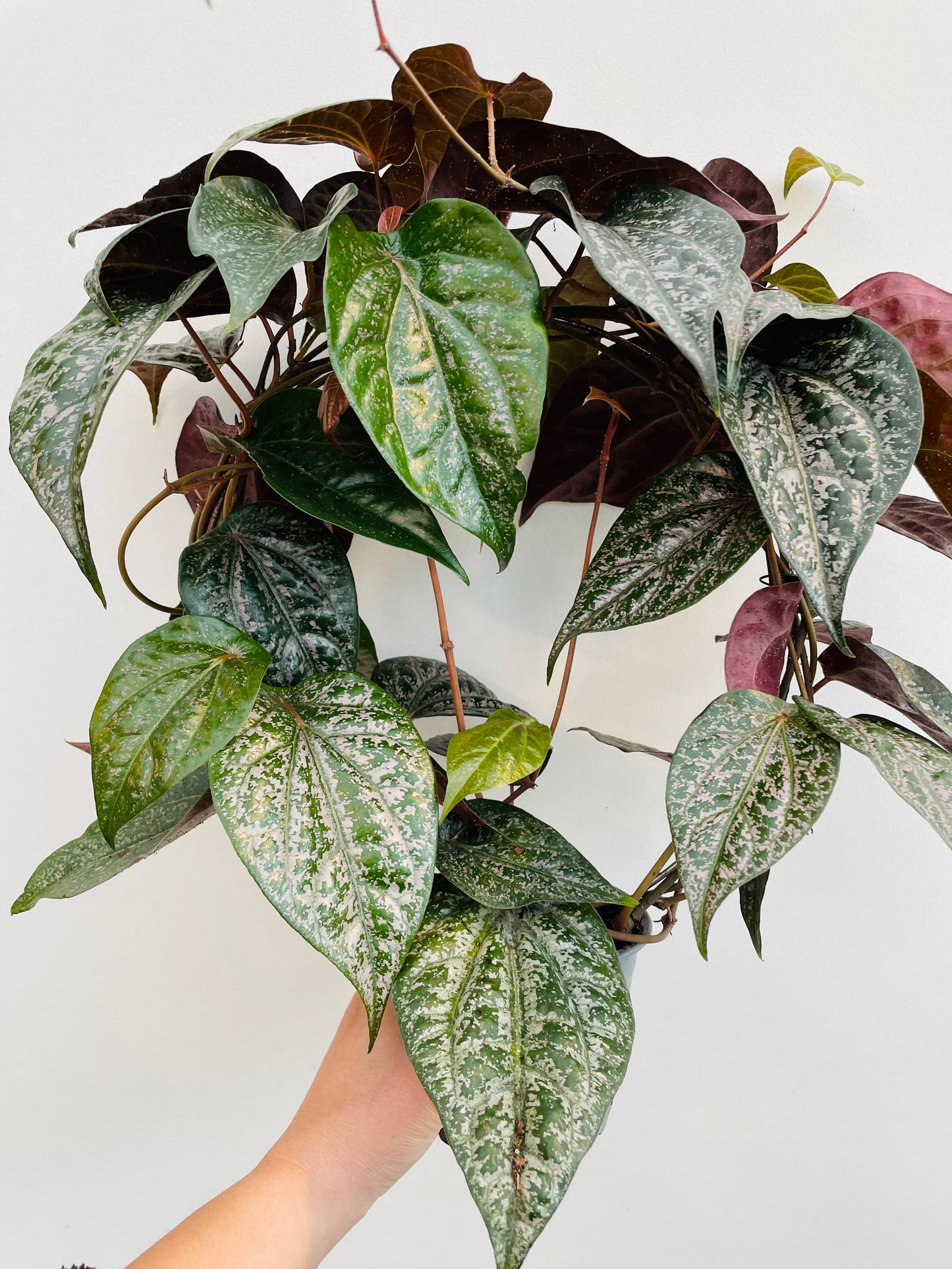 Bilde av Piper ornatum-Spanne Plantesalg