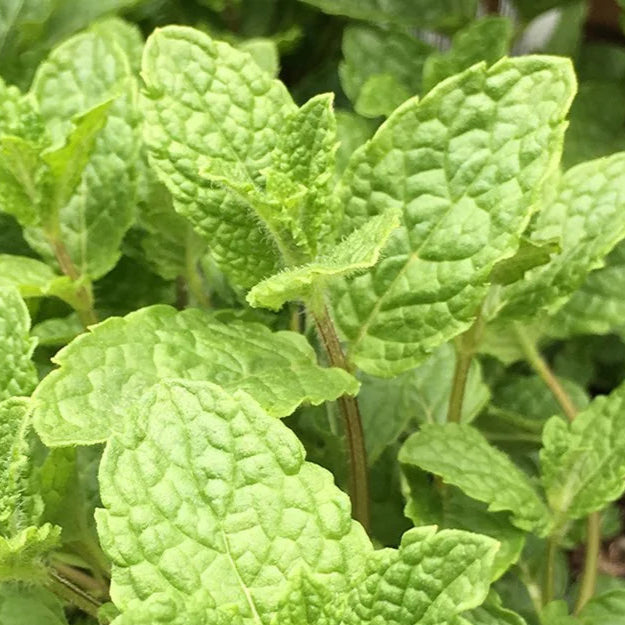 Bilde av Mentha spicata 'Moroccan'-Spanne Plantesalg