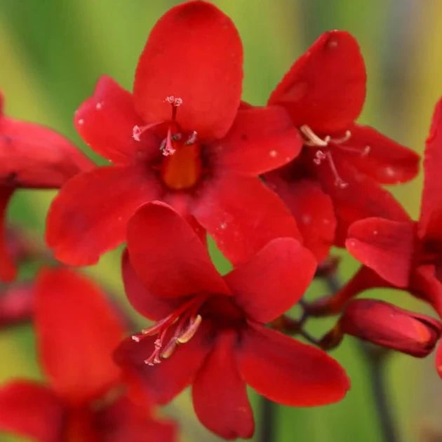 Bilde av Crocosmia 'Hellfire'-Spanne Plantesalg