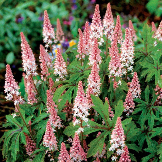 Bilde av Tiarella Pink Skyrocket-Spanne Plantesalg