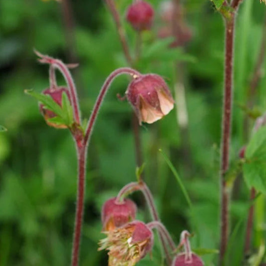 Bilde av Geum rivale-Spanne Plantesalg