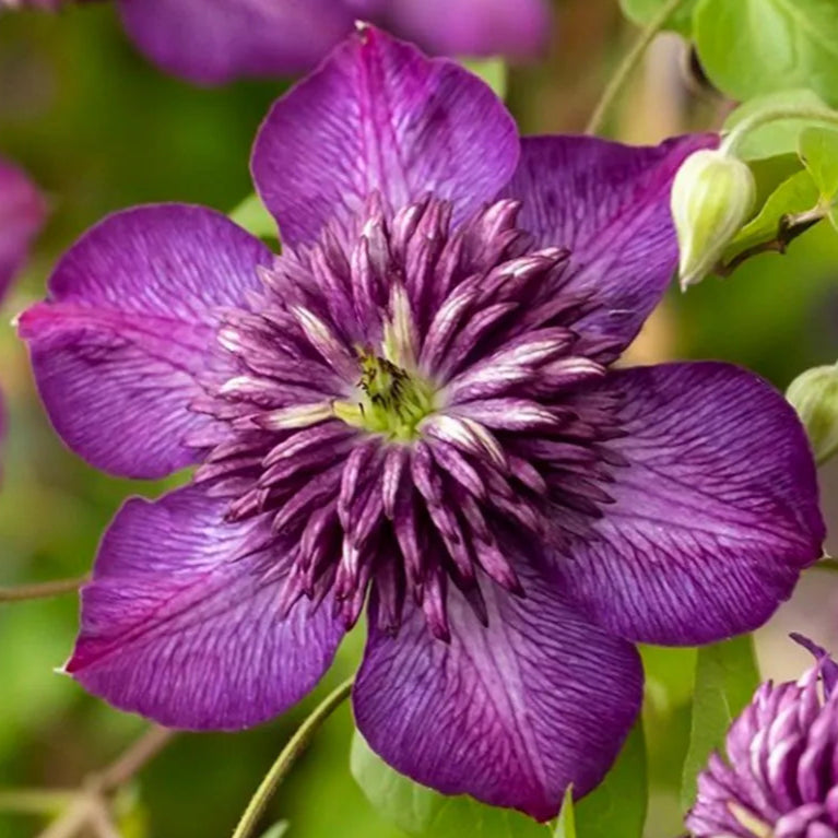 Bilde av Clematis Welcome Home-Spanne Plantesalg