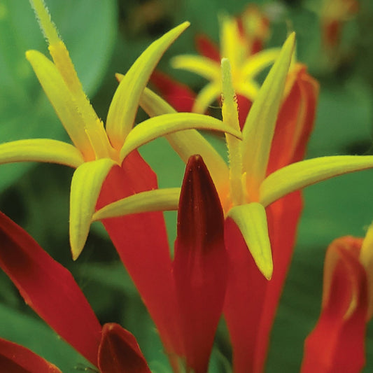 Bilde av Spigelia marilandica 'Little Redhead'-Spanne Plantesalg