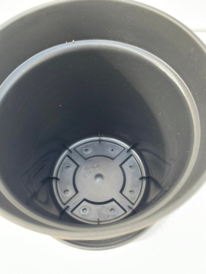 Bilde av Plastpotte Elho med fat svart 11 cm-Spanne Plantesalg