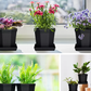 Bilde av Plastpotte med fat sort 10 st-Spanne Plantesalg