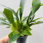Bilde av Platycerium grande 9 cm potte-Spanne Plantesalg