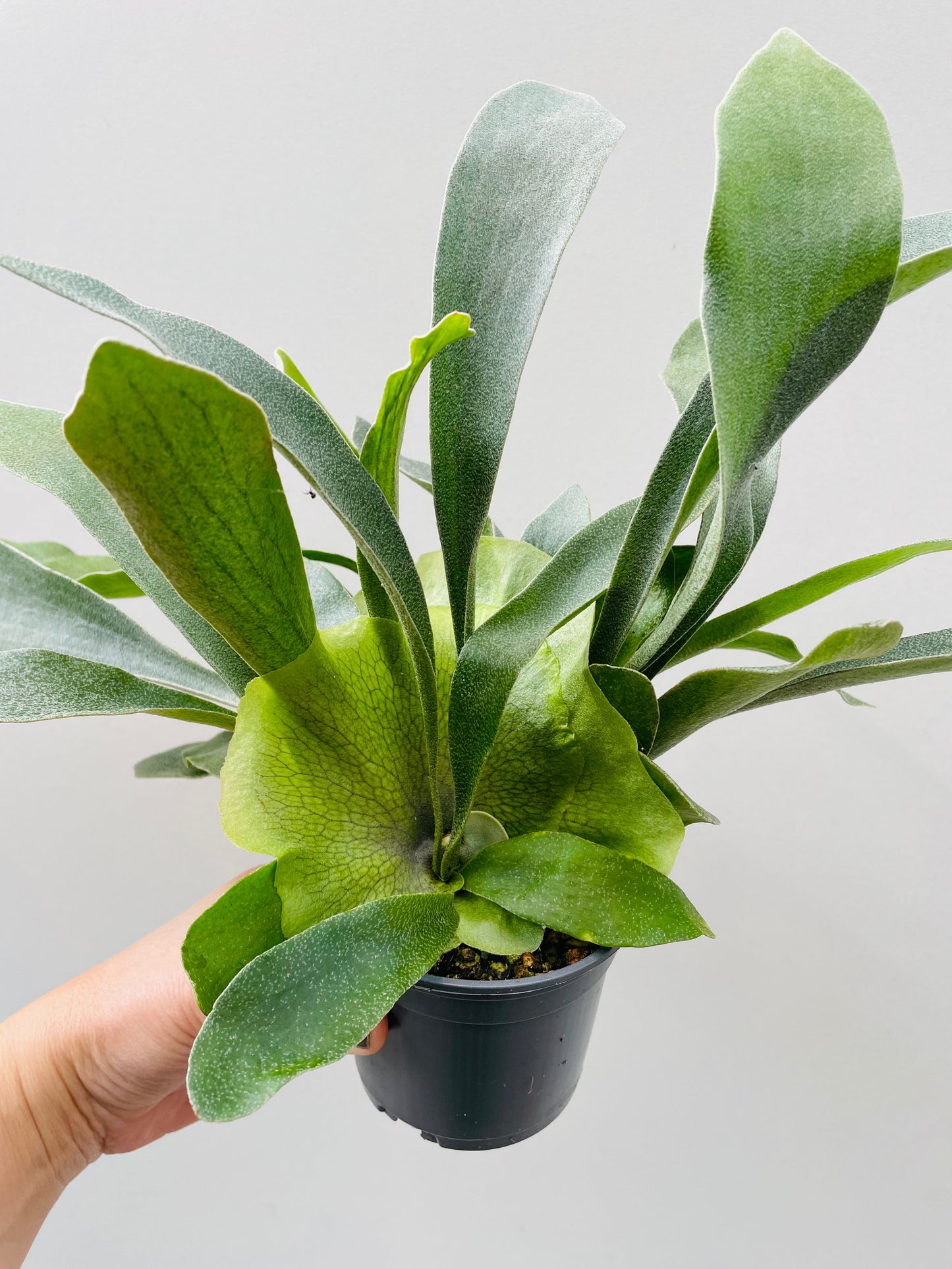 Bilde av Platycerium grande 9 cm potte-Spanne Plantesalg