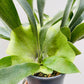 Bilde av Platycerium grande 9 cm potte-Spanne Plantesalg