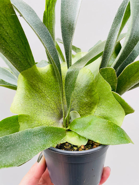 Bilde av Platycerium grande 9 cm potte-Spanne Plantesalg