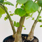 Bilde av Plectranthus ernstii ‘Bonsai Mint’-Spanne Plantesalg